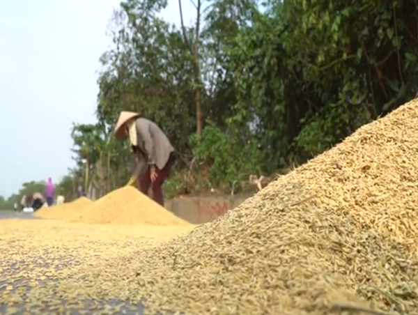 Người dân phơi thóc trên đại lộ Thăng Long