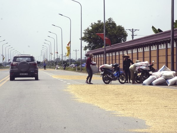 Hà Nội: Phơi thóc trên đường gây mất an toàn giao thông