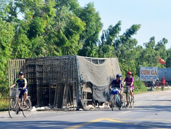 Xe chở vịt gặp nạn, tài xế bất lực nhìn người dân lao vào “hôi của”