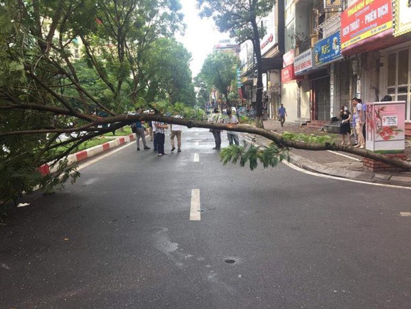 Trích xuất camera truy nguyên nhân người đàn ông tử vong gần cây phượng