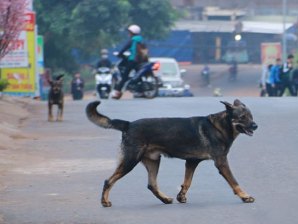 Chó thả rông đe dọa tính mạng người đi đường