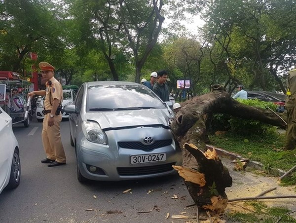 Giữa trời nắng, cây xanh bật gốc đổ đè vào ô tô đang đi trên đường Thanh niên