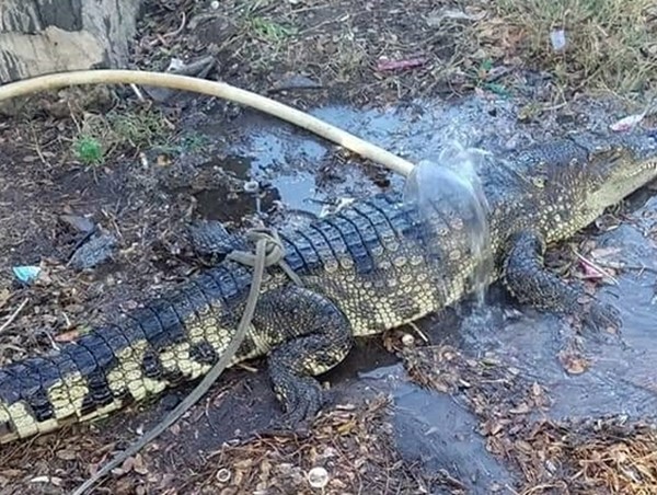 Phát hiện cá sấu dài gần 2m trên quốc lộ 1