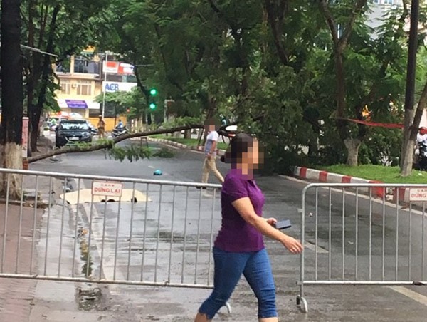 Rào chắn đường Trần Đăng Ninh điều tra nghi vấn đổ cây gây chết người