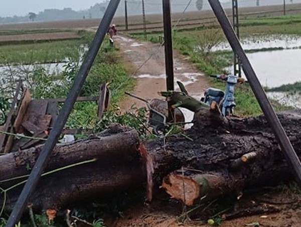 Cây cổ thụ bật gốc đè vào xe trâu khiến 1 người tử vong