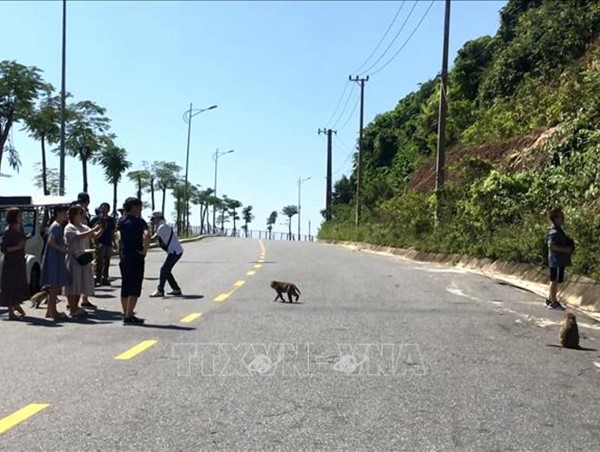 Đảm bảo an toàn cho du khách tham quan bán đảo Sơn Trà