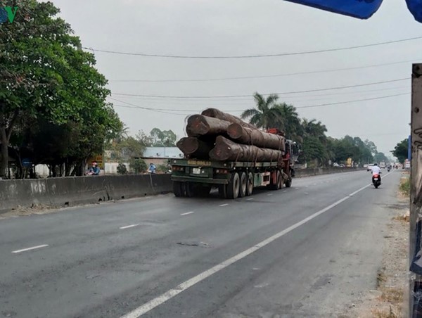Tái xuất hiện đoàn “xe vua” chở gỗ kém an toàn trên Quốc lộ 1A