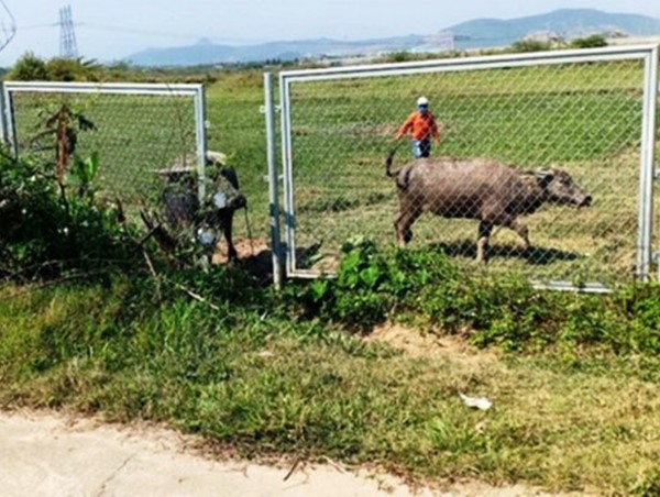 Rào chắn cao tốc Đà Nẵng - Quảng Ngãi bị phá để chăn thả trâu bò