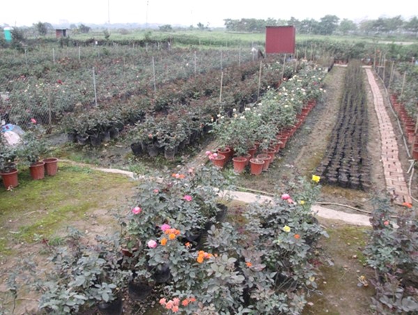 Thông báo khẩn tìm người từng đến chợ hoa Mê Linh