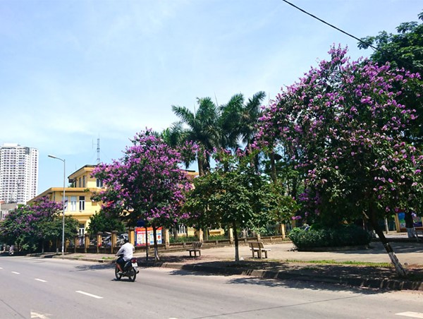 [Ảnh] Con đường tràn ngập màu tím hoa bằng lăng tại Hà Nội