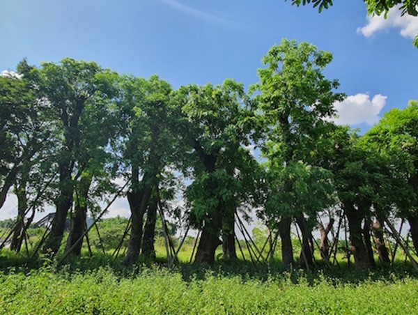 80% cây xanh đánh chuyển từ đường Kim Mã vẫn xanh tốt