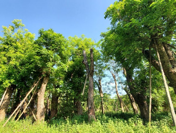 Xử lý cây xanh đánh chuyển từ đường Kim Mã: Phương án nào hiệu quả?