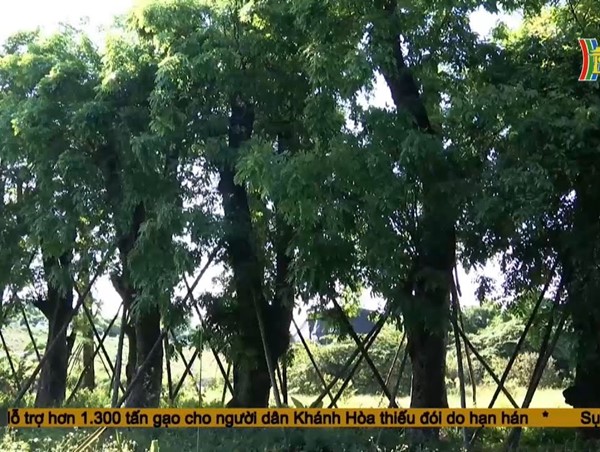 Thực trạng việc di chuyển cây xanh thi công đường sắt đô thị Nhổn – ga Hà Nội