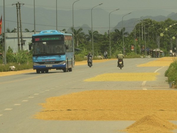 Ngang nhiên “biến” đường giao thông thành sân phơi thóc