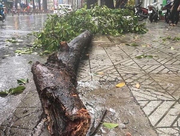 Mưa lớn khiến cây tét nhánh đè gãy tay người đi đường