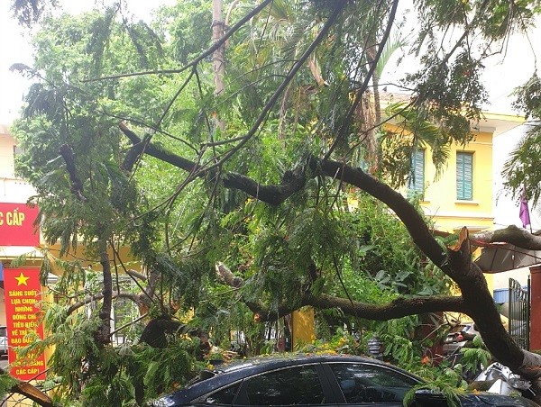Hải Phòng: Cành cây phượng gãy đổ, đè bẹp ô tô con
