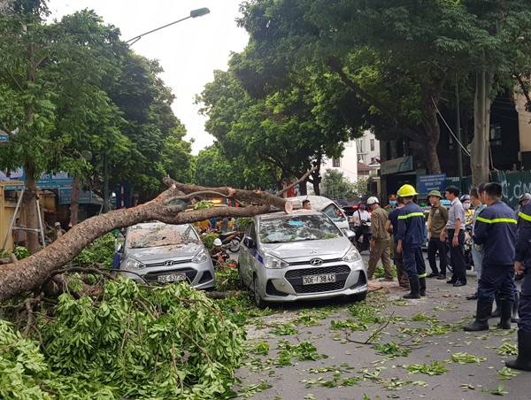 Hà Nội: Cây xà cừ đổ đè trúng 3 ô tô trên đường Trần Hưng Đạo