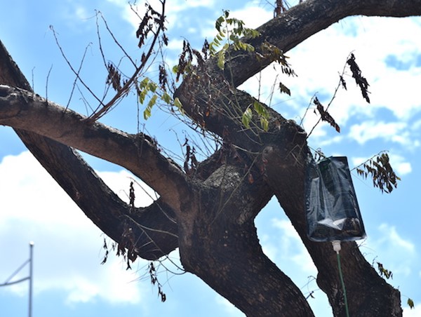 Hà Nội: Truyền dịch cứu hàng cây sưa quý hiếm trên đường Nguyễn Văn Huyên