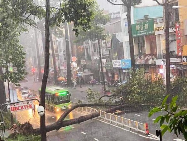 Người đi xe máy bị cây dầu cổ thụ đè tử vong