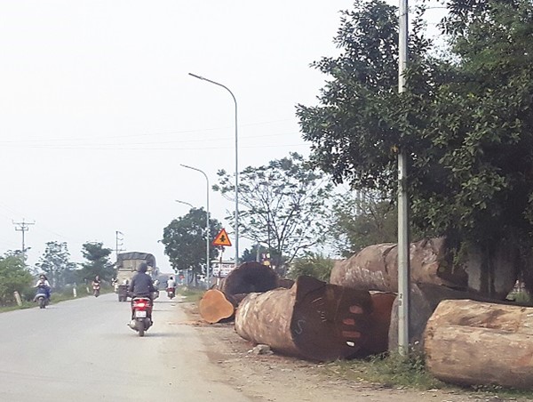 [Điểm nóng giao thông] Mất an toàn giao thông vì gỗ