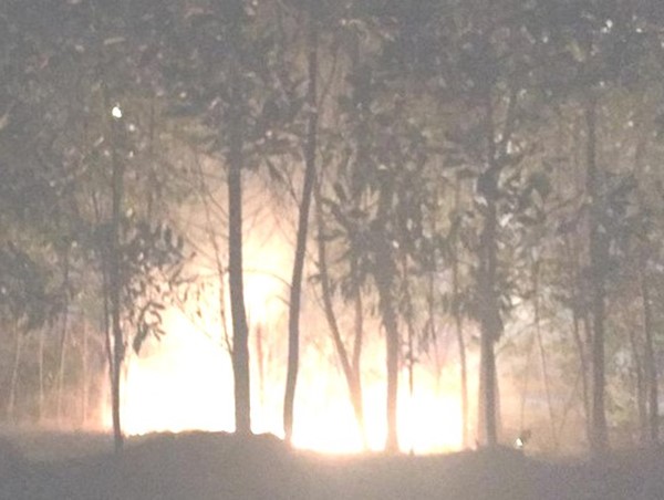 Hà Nội: Báo động hành vi đốt lửa gây cháy thảm cây xanh trên các tuyến đường lớn