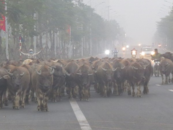 Nguy hiểm cận kề từ đàn trâu hàng trăm con thả rông