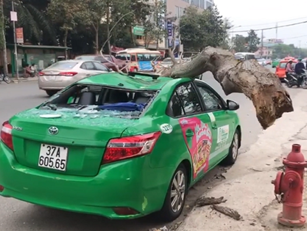 Nghệ An: Tài xế taxi và hành khách hú vía khi cành cây bất ngờ rơi xuống nóc xe