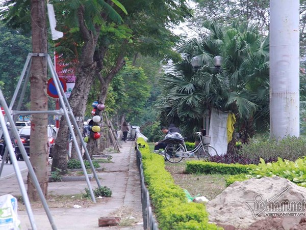 Vì sao Hà Nội di chuyển hàng loạt cây xanh dọc ven sông Tô lịch?