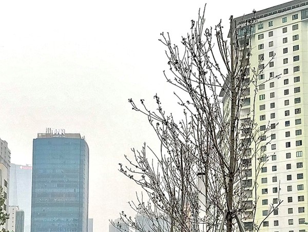 Hà Nội: Chấp thuận phương án thay thế cây Phong trồng thử nghiệm không thích ứng với khí hậu
