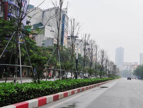 Thay thế cây phong trên phố Nguyễn Chí Thanh - Trần Duy Hưng: Hai bài học từ một sự việc