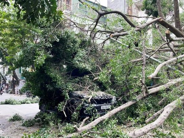 Hà Nội: Cây xanh đổ gục chắn ngang phố Lê Quý Đôn