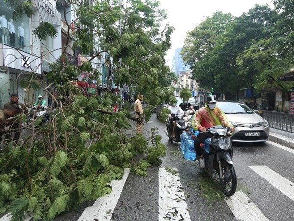 Hà Nội: 6 cây xanh đổ, nghiêng trên các tuyến phố sau trận mưa lớn