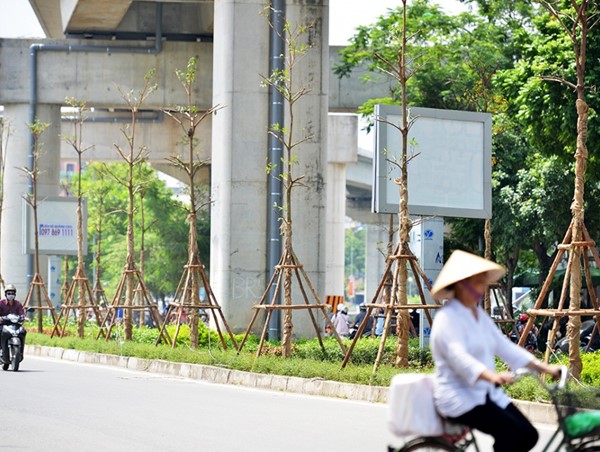 Hà Nội trồng, cải tạo hệ thống cây xanh dưới hạ tầng đường sắt Cát Linh - Hà Đông