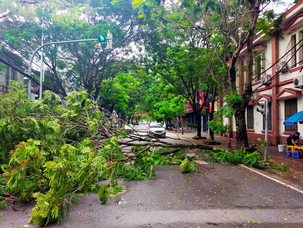 Bão số 2 tại Hải Phòng: Một số cây xanh gãy đổ, không xảy ra tình trạng ngập lụt