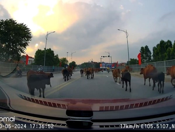 Tài xế lắc đầu ngao ngán trước "đội quân" này trên cao tốc