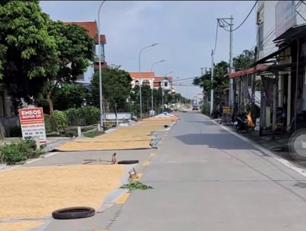 Tai nạn rình rập từ hành vi phơi thóc chiếm hết đường giao thông
