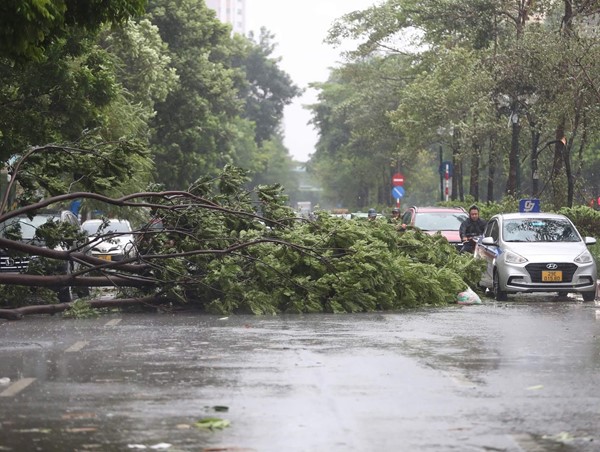 Hàng loạt cây xanh ở Hà Nội bị gục đổ do bão số 3
