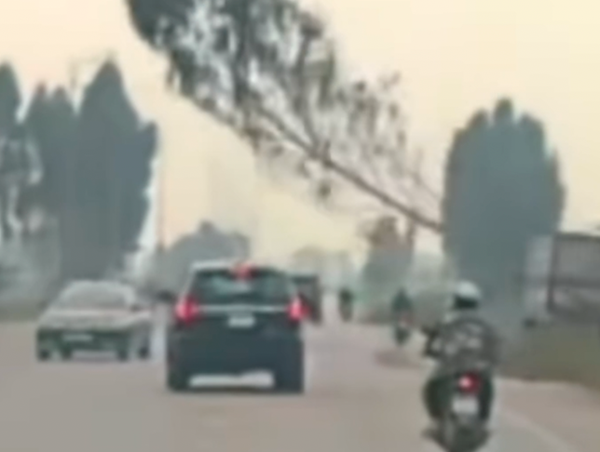 Chặt cây bất cẩn đổ thẳng vào ô tô