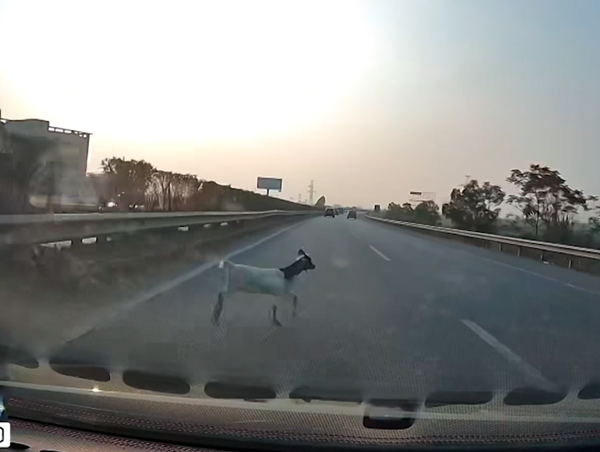 Gia súc chạy vào cao tốc gây tai nạn