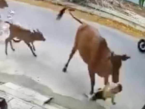 Bò thả rông húc văng cháu bé đang chơi trên đường gây nguy hiểm