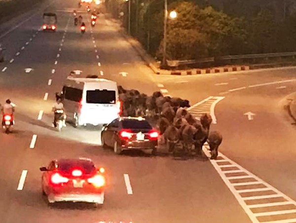 Giật mình với đàn trâu đi ngược chiều trên đường Võ Nguyên Giáp