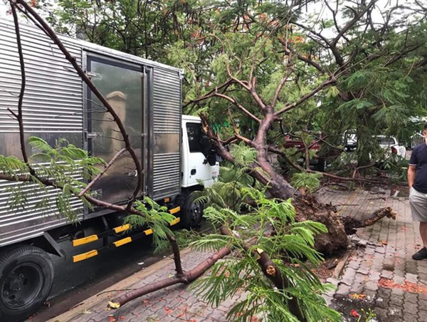 TP Hồ Chí Minh: Cây phượng bật gốc trơ trụi, đè trúng xe tải