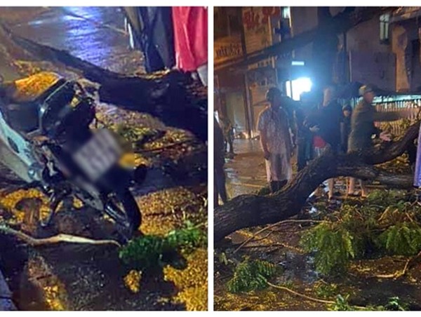 TP Hồ Chí Minh: Cây xanh gãy cành, đè tử vong người đi xe máy