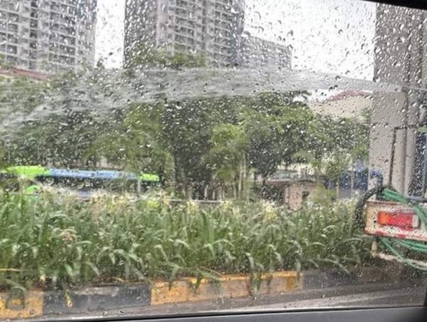 Việc xe bồn tưới cây xanh giữa trời mưa gây bức xúc sẽ được chấn chỉnh