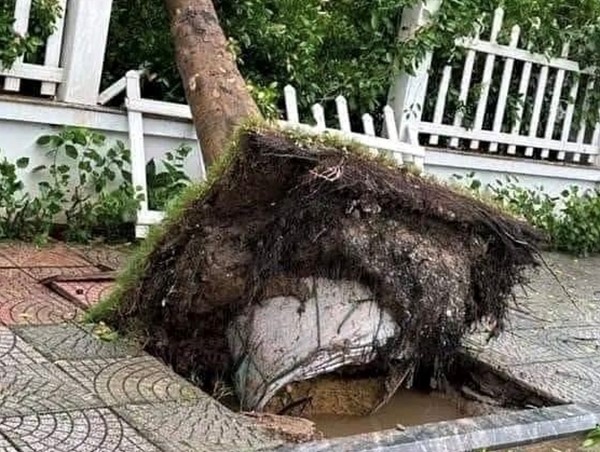 Cần cuộc “cách mạng” trong quản lý trồng cây xanh