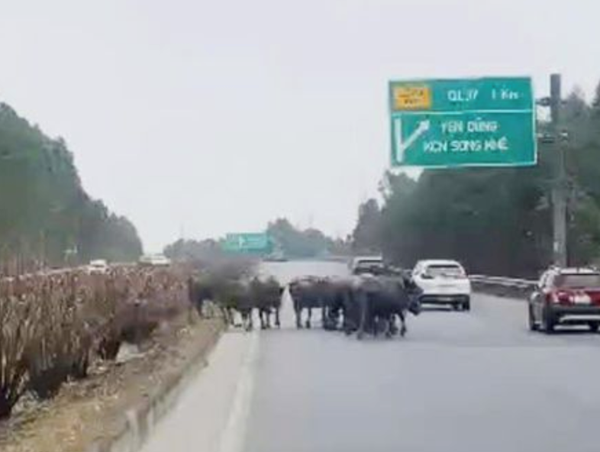 Xử phạt người chủ để đàn trâu 20 con đi vào cao tốc Hà Nội - Bắc Giang