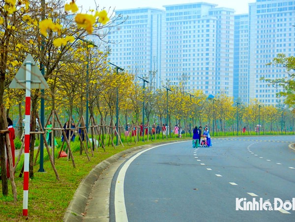 Chiêm ngưỡng cung đường hoa phong linh nở vàng rực rỡ ở Hà Nội
