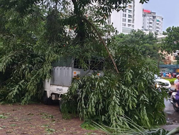 [Ảnh] Hà Nội: Mưa gió khủng khiếp, cây đổ hàng loạt khiến 1 người thiệt mạng