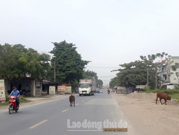 Vẫn còn tình trạng gia súc thả rông