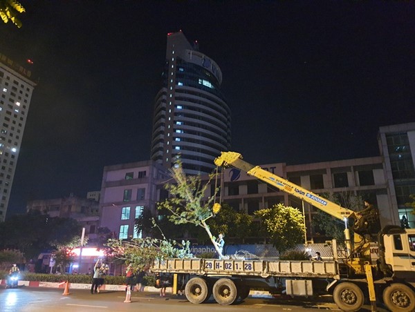Hà Nội: Đánh chuyển hơn 200 cây phong lá đỏ về vườn ươm